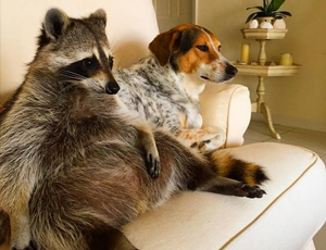 ddos在线攻击平台