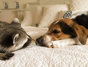 网站攻击软件工具