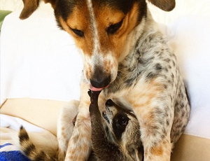 免费ddos在线攻击